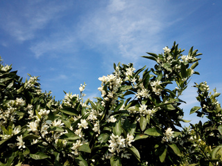 DSC_0203.jpg